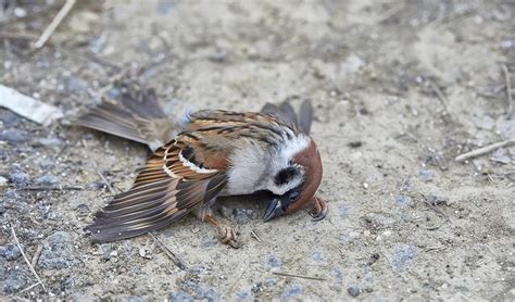 麻雀死掉怎麼處理